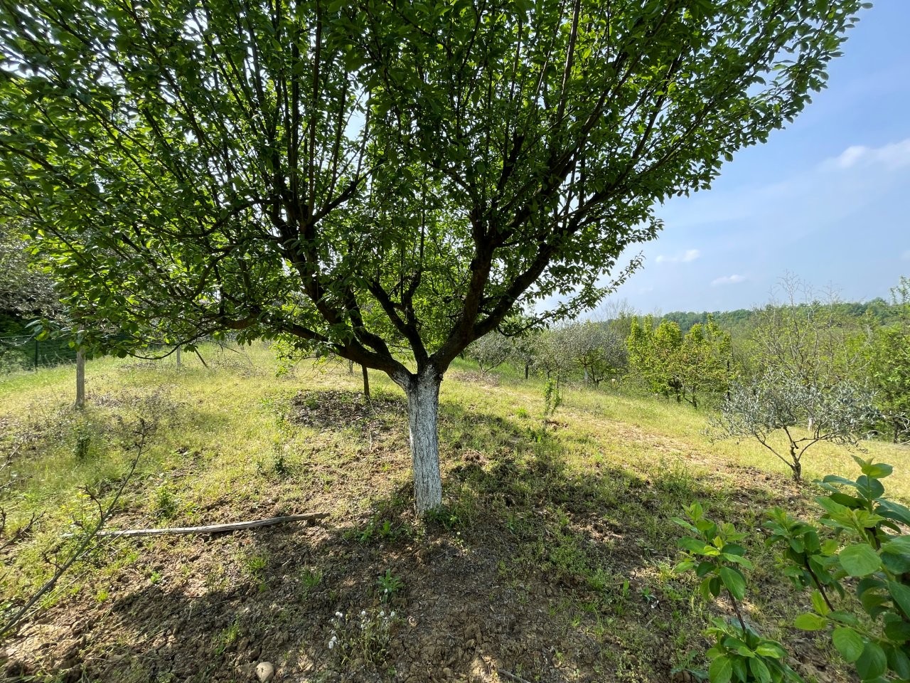 Immobiliari nel monferrato - Piedmont Houses