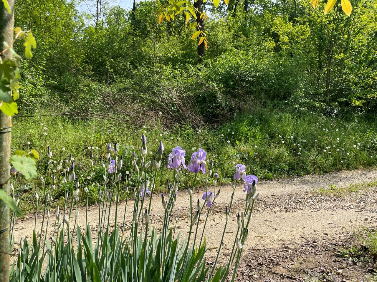 Immobiliari nel monferrato - Piedmont Houses