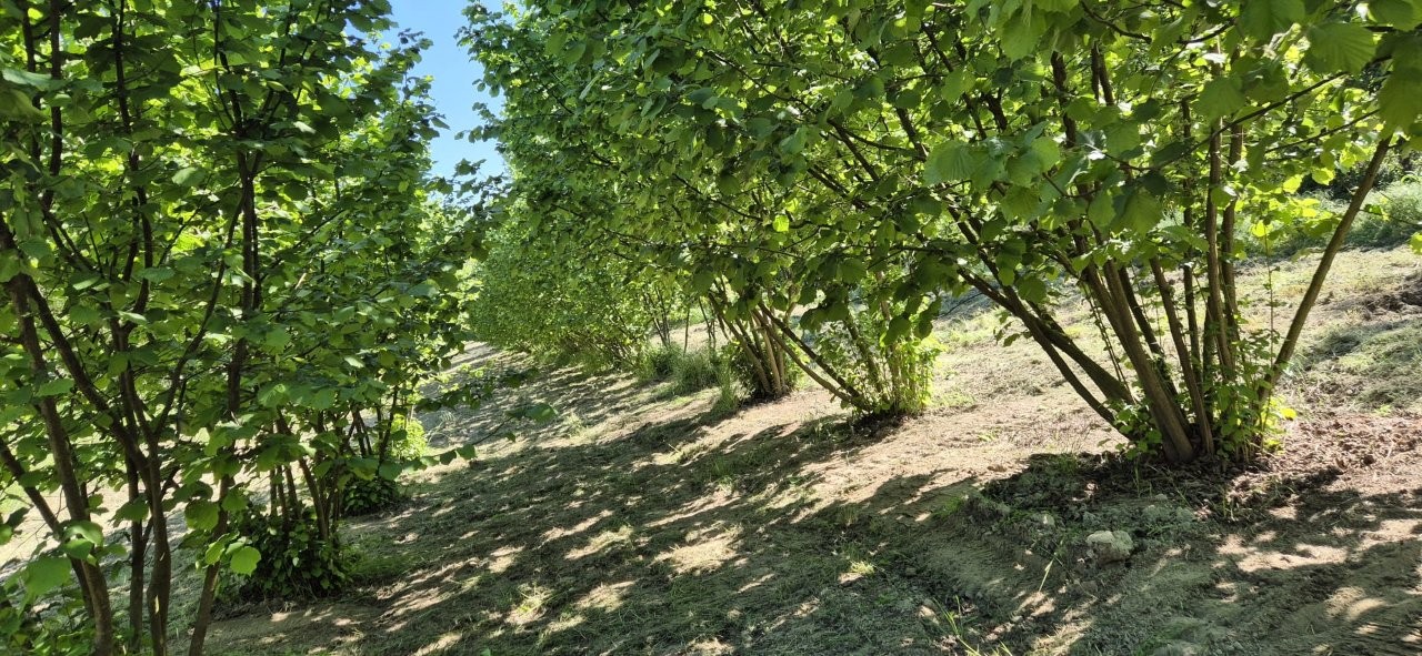 Immobiliari nel monferrato - Piedmont Houses