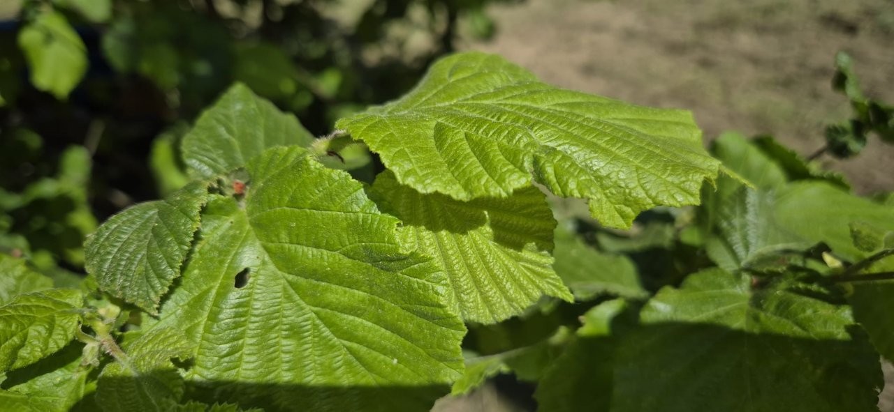 Immobiliari nel monferrato - Piedmont Houses