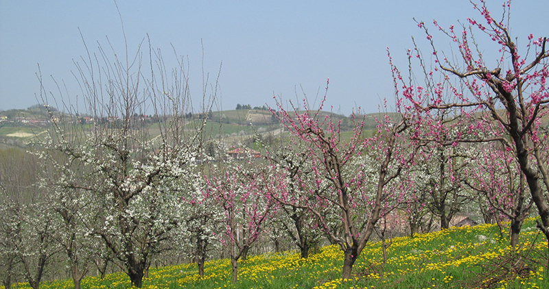 Immobiliari nel monferrato - Piedmont Houses