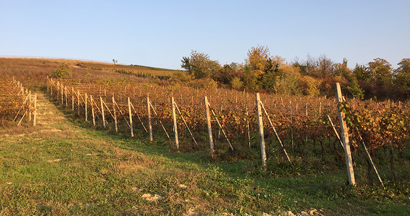 Immobiliari nel monferrato - Piedmont Houses