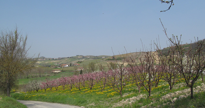 Immobiliari nel monferrato - Piedmont Houses