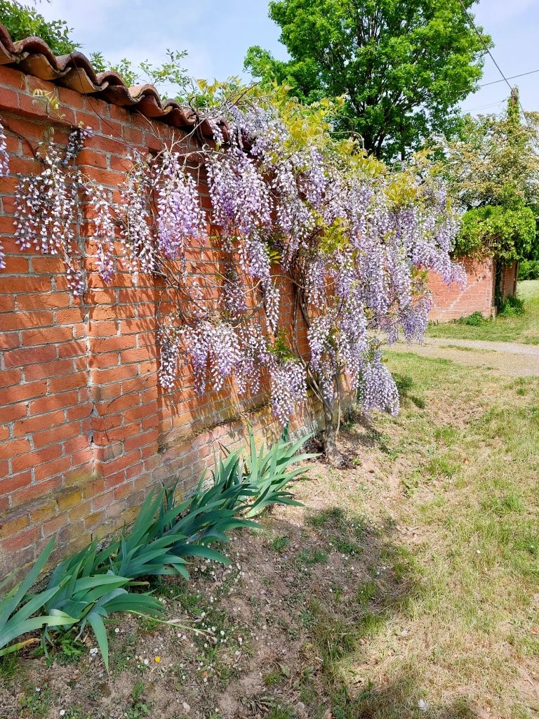 Immobiliari nel monferrato - Piedmont Houses